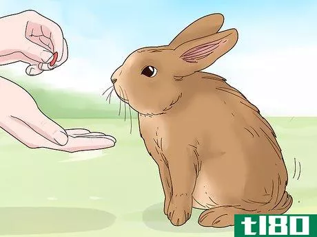 Image titled Care for a Polish Rabbit Step 13