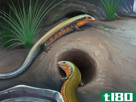 Image titled Care for a Skink Step 10
