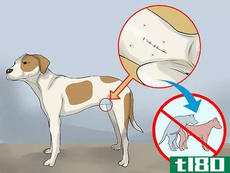 Image titled Care for an American Pit Bull Terrier Step 4