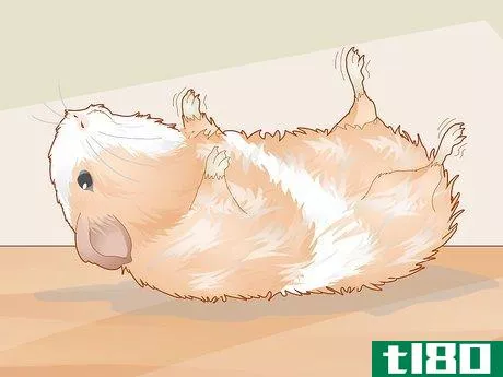 Image titled Care for a Guinea Pig with an Ear Infection Step 3