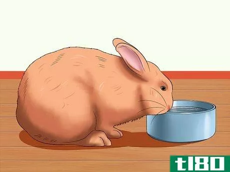 Image titled Care for Thrianta Rabbits Step 12