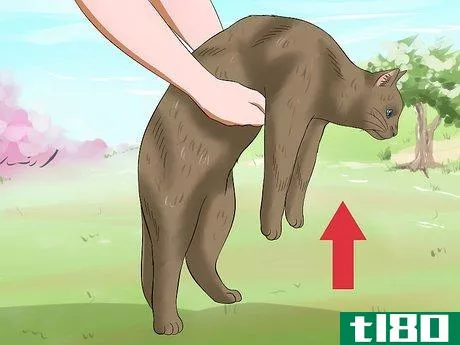 Image titled Carry a Cat Step 12