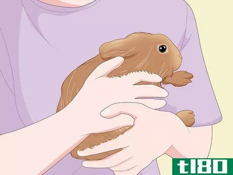Image titled Care for a New Pet Rabbit Step 8