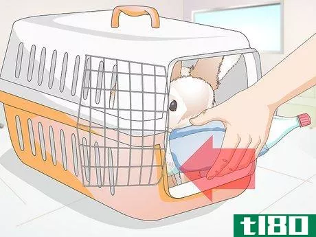 Image titled Care for Your Rabbit After Neutering or Spaying Step 6