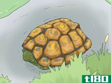 Image titled Care for Your Box Turtle Step 14