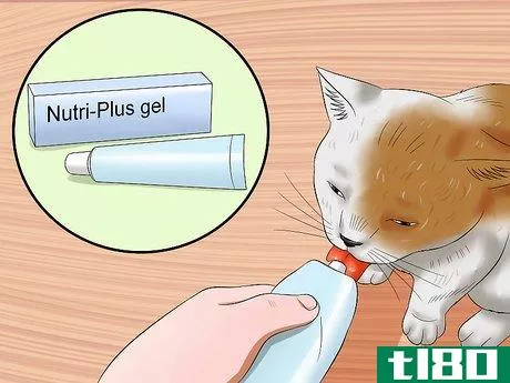 Image titled Care for an FIV Infected Cat Step 6