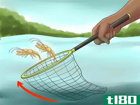 Image titled Catch a Crayfish Step 3