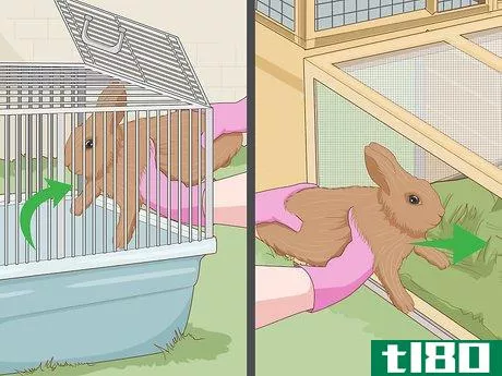 Image titled Care for a New Pet Rabbit Step 5