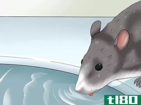 Image titled Care for a Pregnant Pet Rat Step 2