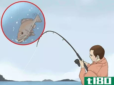 Image titled Catch Grouper Step 6