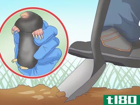 Image titled Catch Moles Step 15