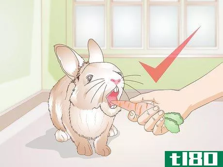 Image titled Care for Your Rabbit After Neutering or Spaying Step 8