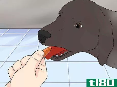 Image titled Care for German Shorthaired Pointers Step 5