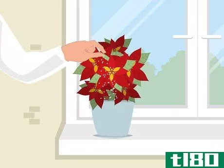Image titled Care for Poinsettias Step 10