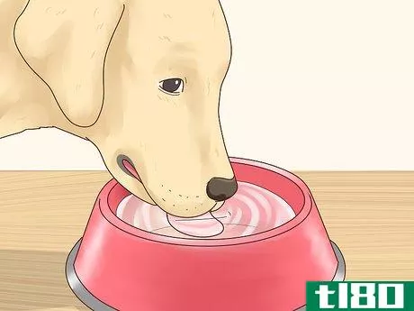 Image titled Care for a Labrador Retriever Step 2