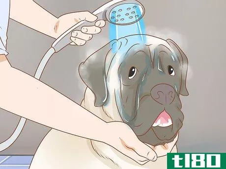 Image titled Care for an English Mastiff Step 18