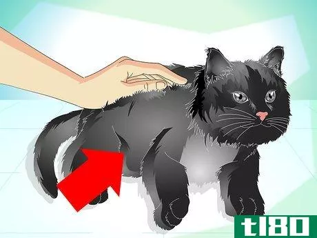Image titled Care for Your Cat's Coat Step 1