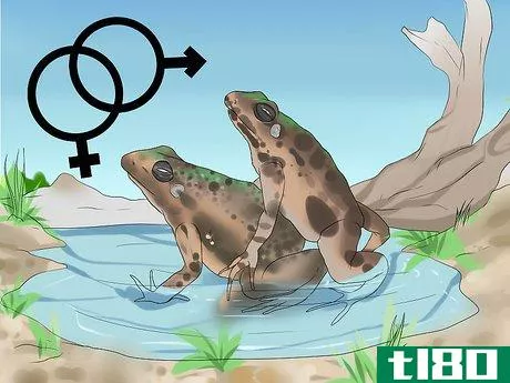 Image titled Care for Northern Cricket Frogs Step 15