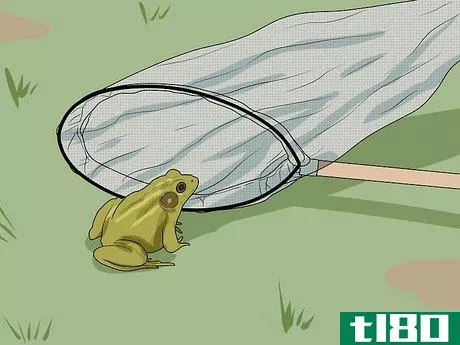 Image titled Catch a Frog Step 14