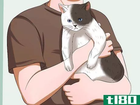 Image titled Carry a Cat Step 13