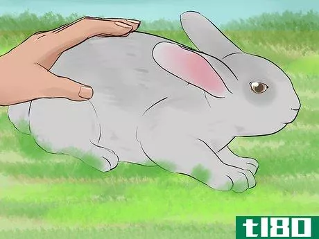 Image titled Catch a Pet Rabbit Step 6