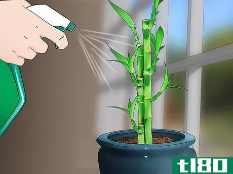 Image titled Care for an Indoor Bamboo Plant Step 14