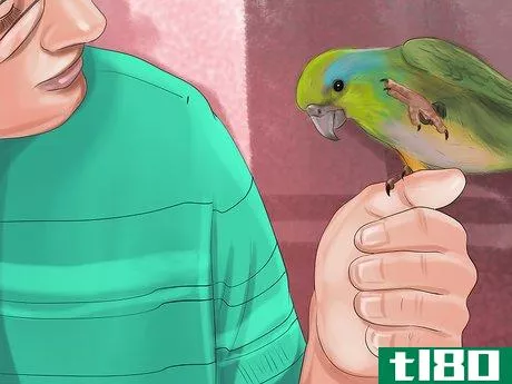 Image titled Care for a Pacific Parrotlet Step 18