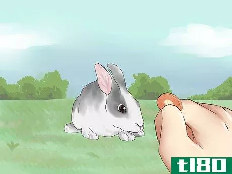 Image titled Catch a Pet Rabbit Step 3