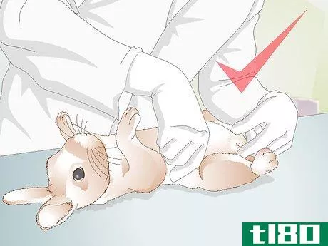 Image titled Care for Your Rabbit After Neutering or Spaying Step 12