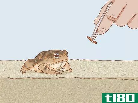 Image titled Keep a Wild Caught Toad As a Pet Step 8