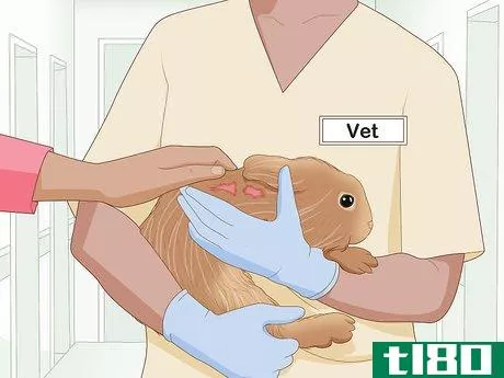 Image titled Care for an Injured Rabbit Step 1