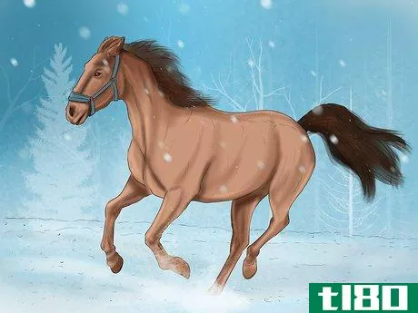 Image titled Care for Your Horse In the Winter Step 4