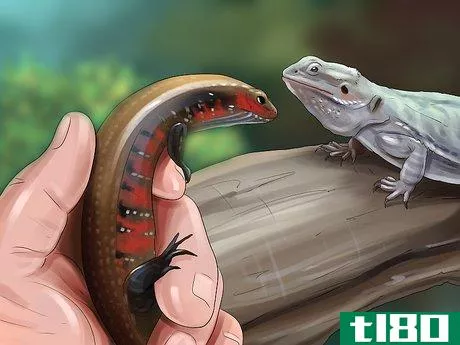 Image titled Care for a Skink Step 11