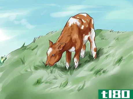 Image titled Care for Calves Step 16
