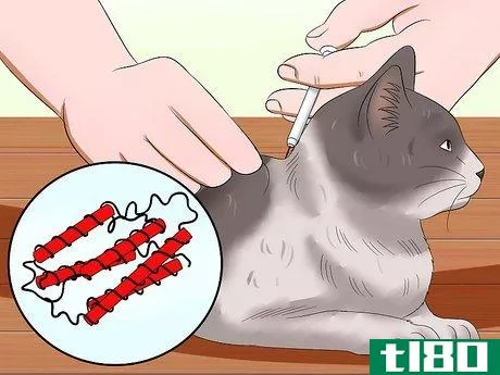 Image titled Care for an FIV Infected Cat Step 9