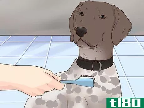 Image titled Care for German Shorthaired Pointers Step 7