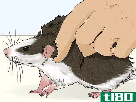 Image titled Care for a Rat That Had a Stroke Step 2