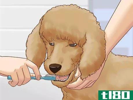 Image titled Care for a Poodle Step 5