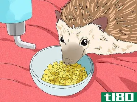 Image titled Care for a Hedgehog with Wobbly Hedgehog Syndrome Step 7