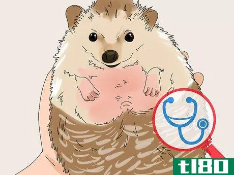 Image titled Care for a Hedgehog with Wobbly Hedgehog Syndrome Step 1