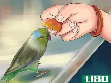Image titled Care for a Pacific Parrotlet Step 12