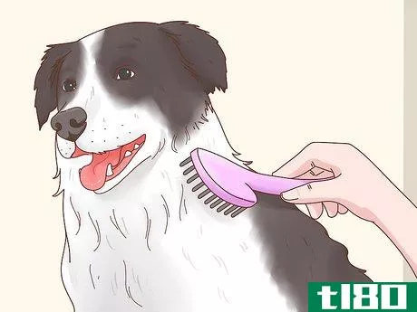 Image titled Care for a Border Collie Step 2