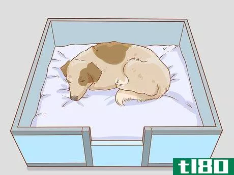 Image titled Care for a Dog Before, During, and After Pregnancy Step 10