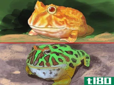 Image titled Care for an Ornate Horned Frog Step 2