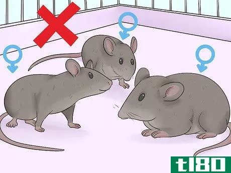 Image titled Care for an Injured Pet Mouse Step 12