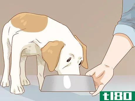 Image titled Care for a Dog Before, During, and After Pregnancy Step 6