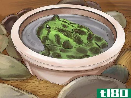 Image titled Care for an Ornate Horned Frog Step 9