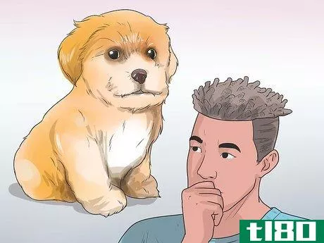 Image titled Care for Shihpoos Step 1