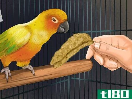 Image titled Care for a Conure Step 16