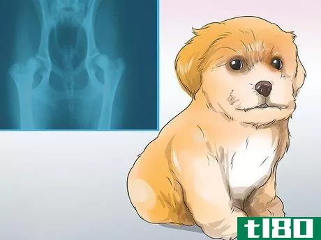 Image titled Care for Shihpoos Step 12